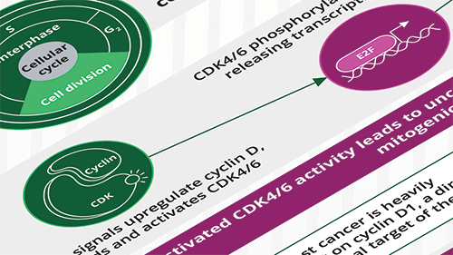 Infographic - CDK46 Inhibitors in Metastatic Breast Cancer